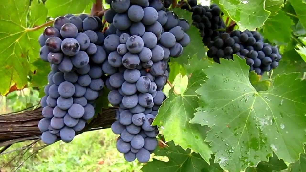 Vine på Colorino