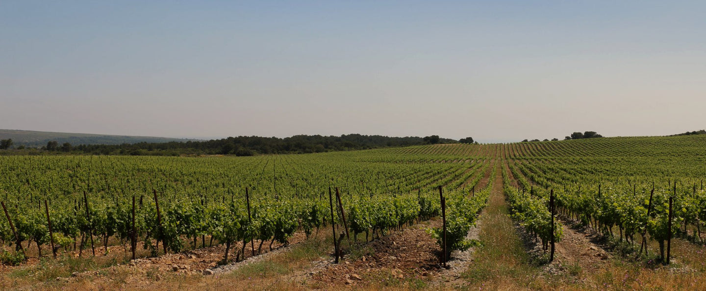 Chateau Camplazens