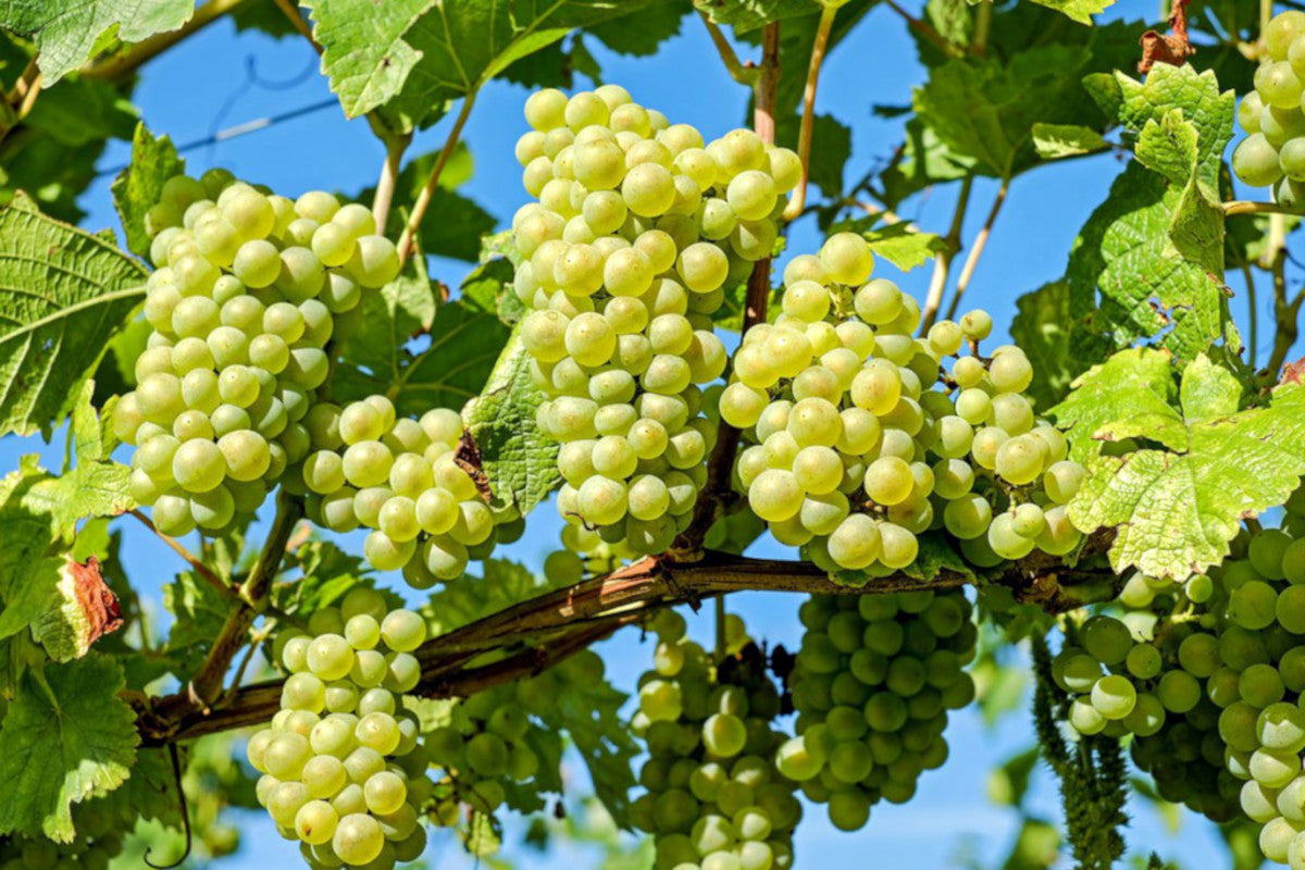 Vine på Malvasia Blanc
