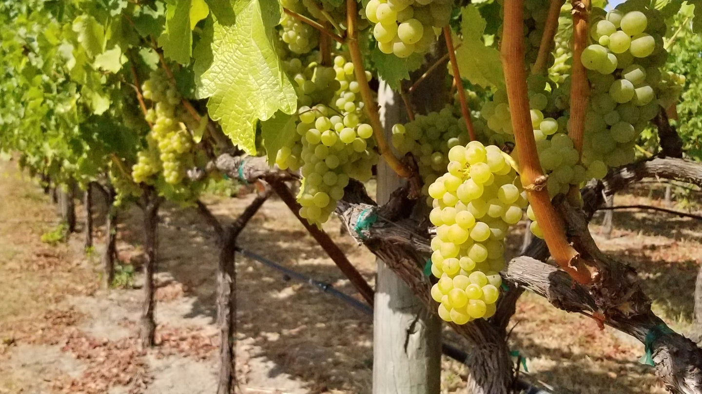 Vine på Pinot Blanc