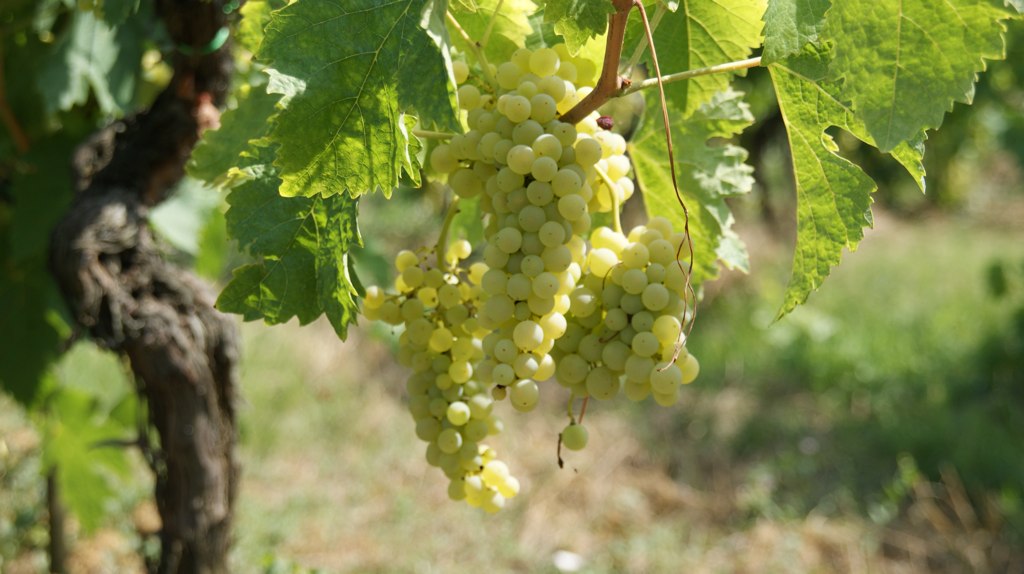 Vine på Trebbiano